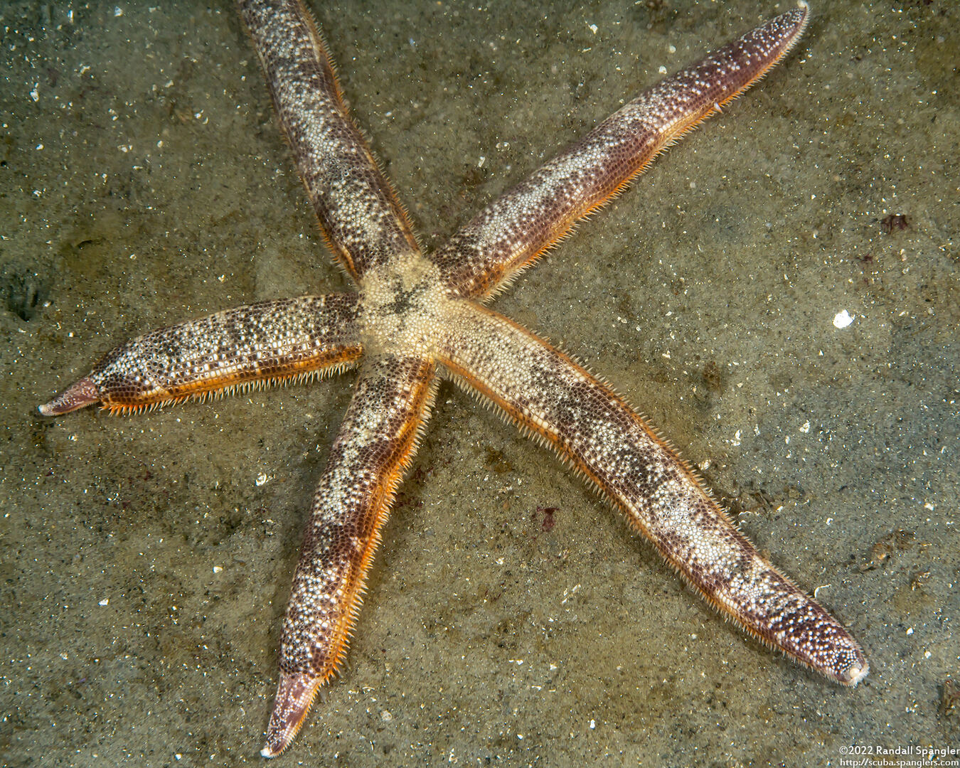 Luidia foliolata (Spiny Mudstar)