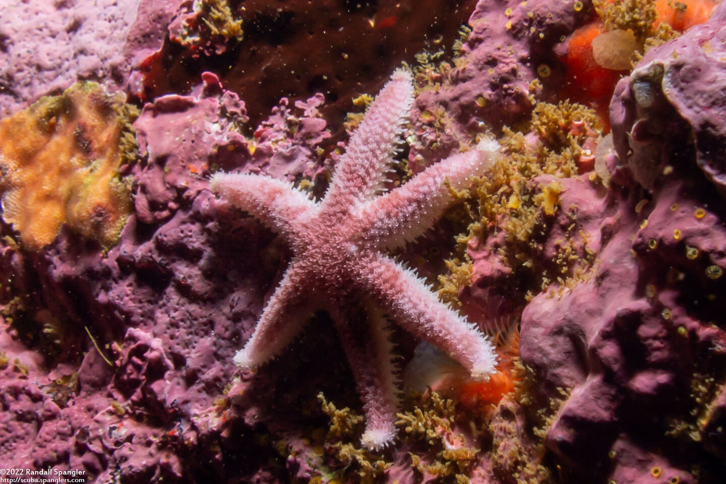 Leptasterias hexactis (Six-Arm Star)