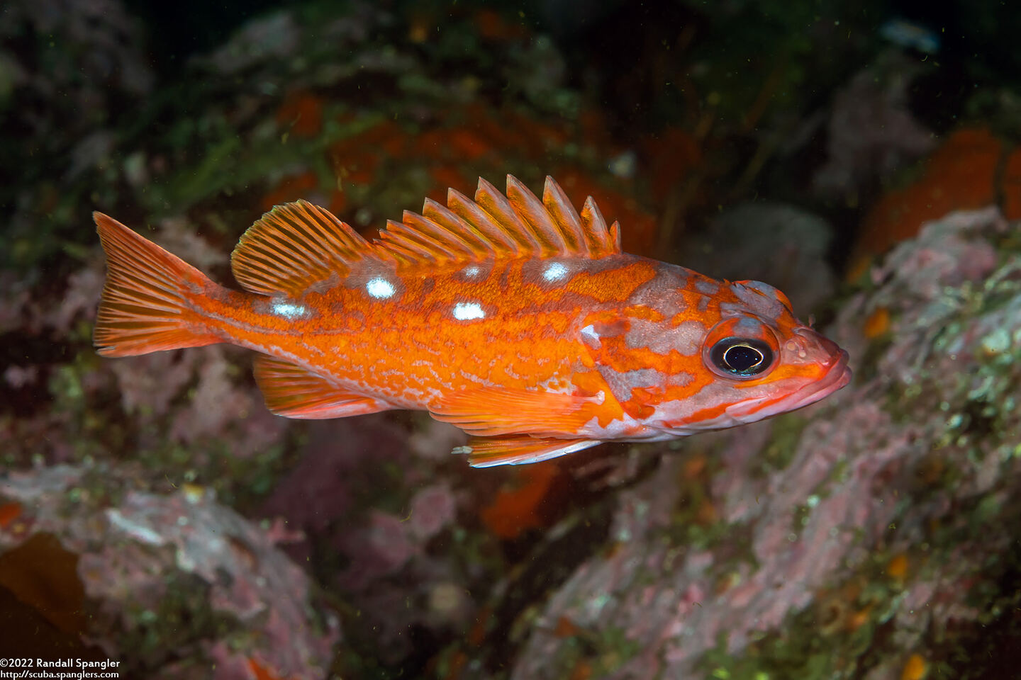 Sebastes rosaceus (Rosy Rockfish)