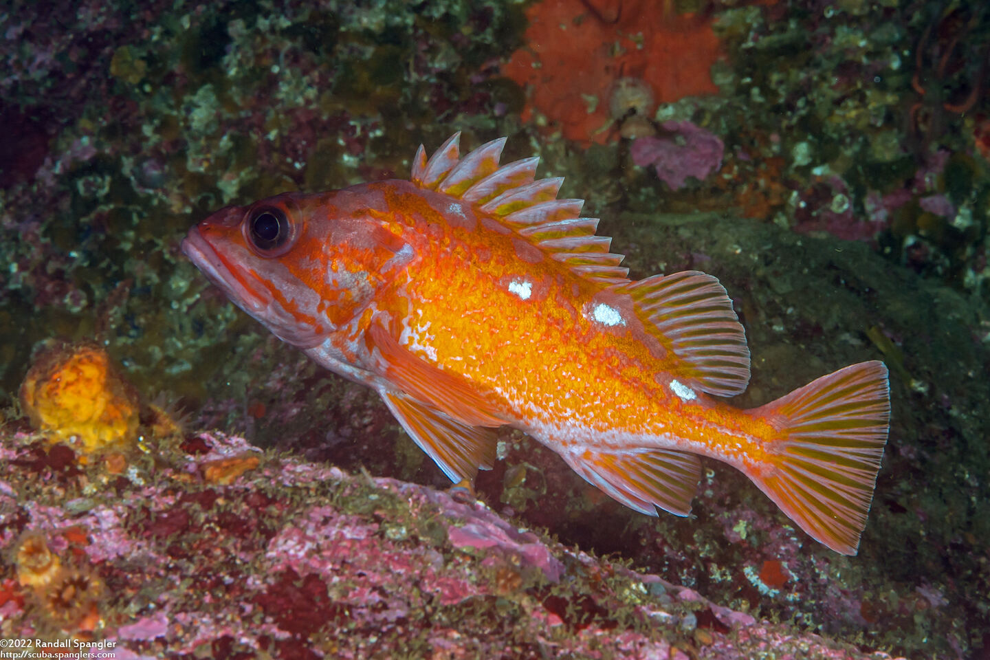 Sebastes rosaceus (Rosy Rockfish)