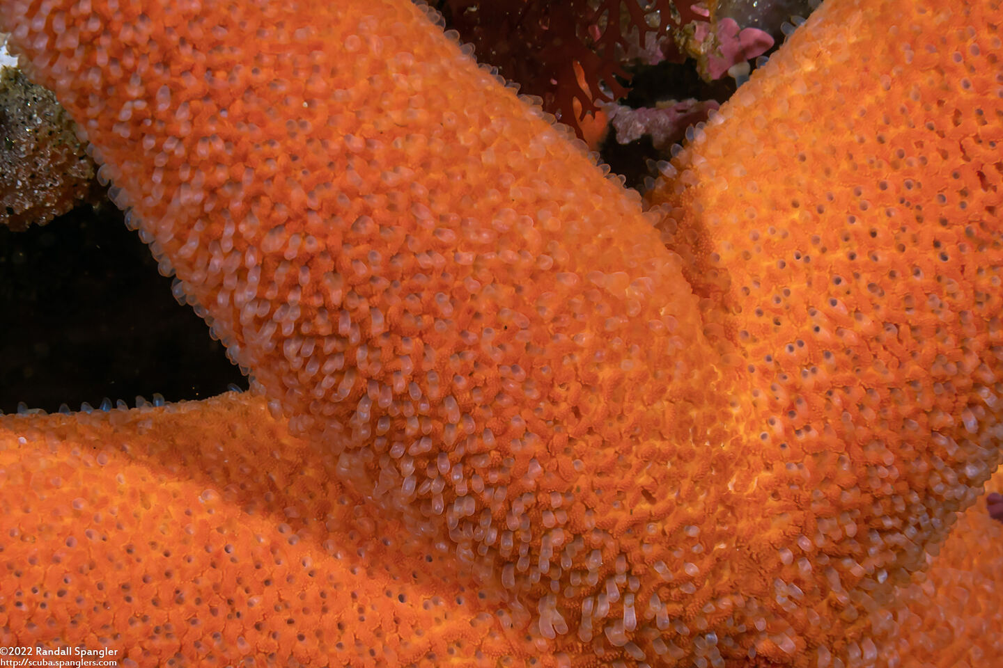 Henricia leviuscula (Blood Star)