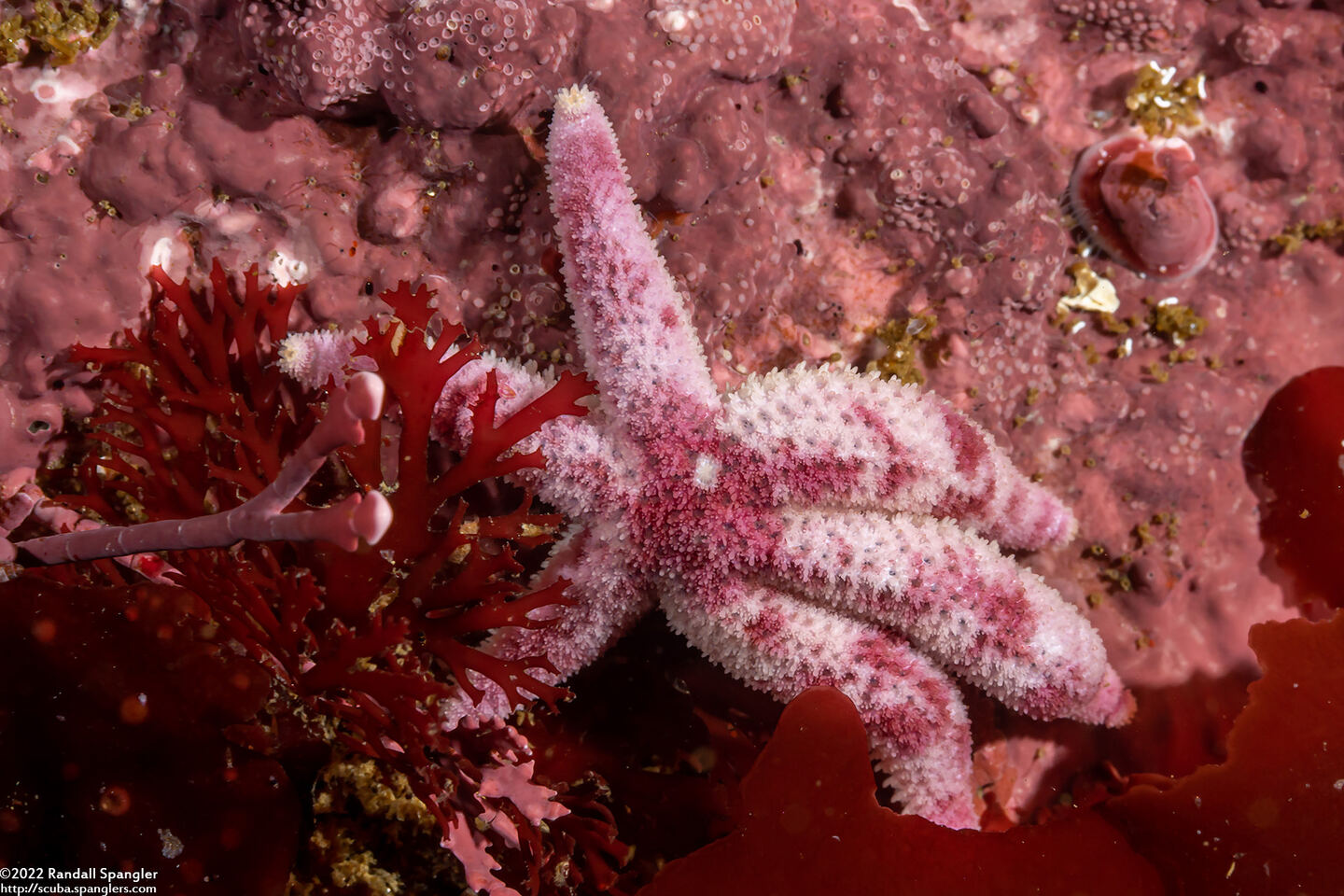 Leptasterias hexactis (Six-Arm Star)