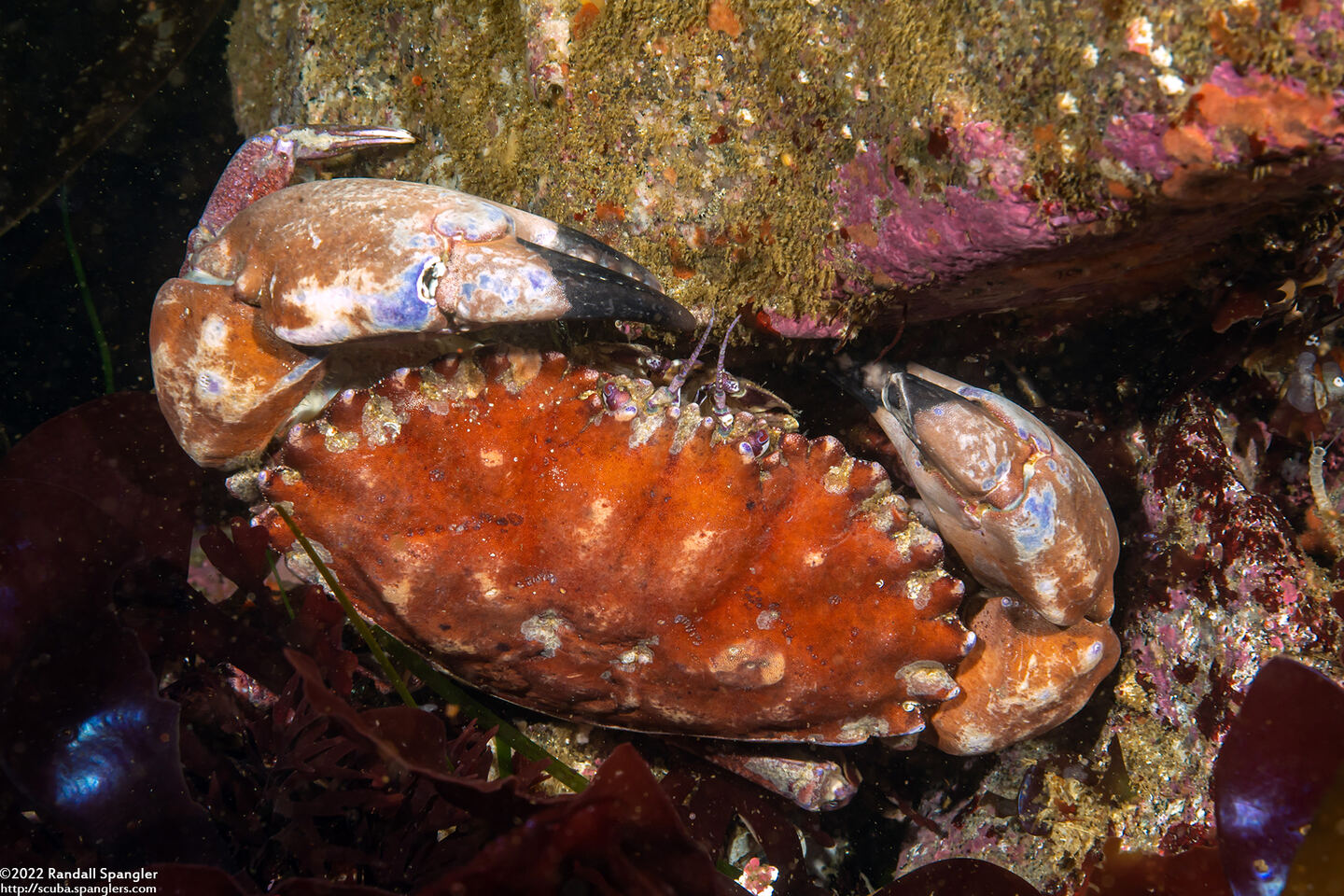 Romaleon antennarium (Pacific Rock Crab)