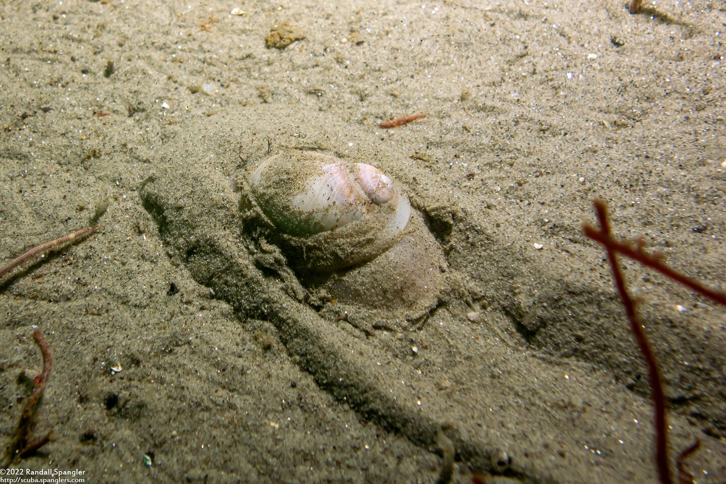 Neverita lewisii (Lewis's Moon Snail)