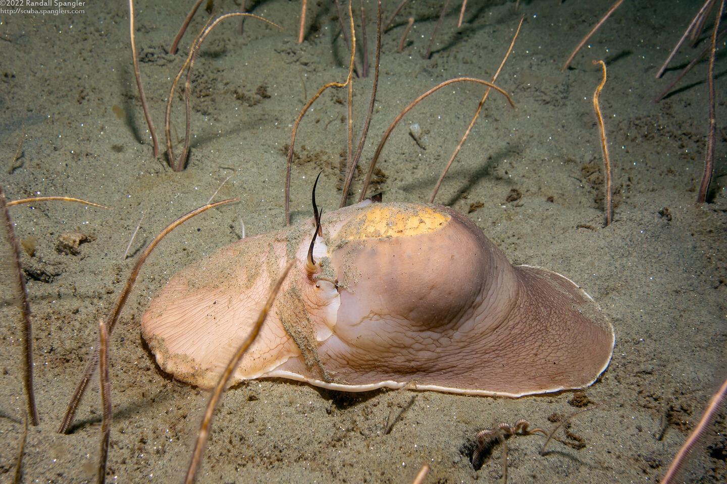 Neverita lewisii (Lewis's Moon Snail)