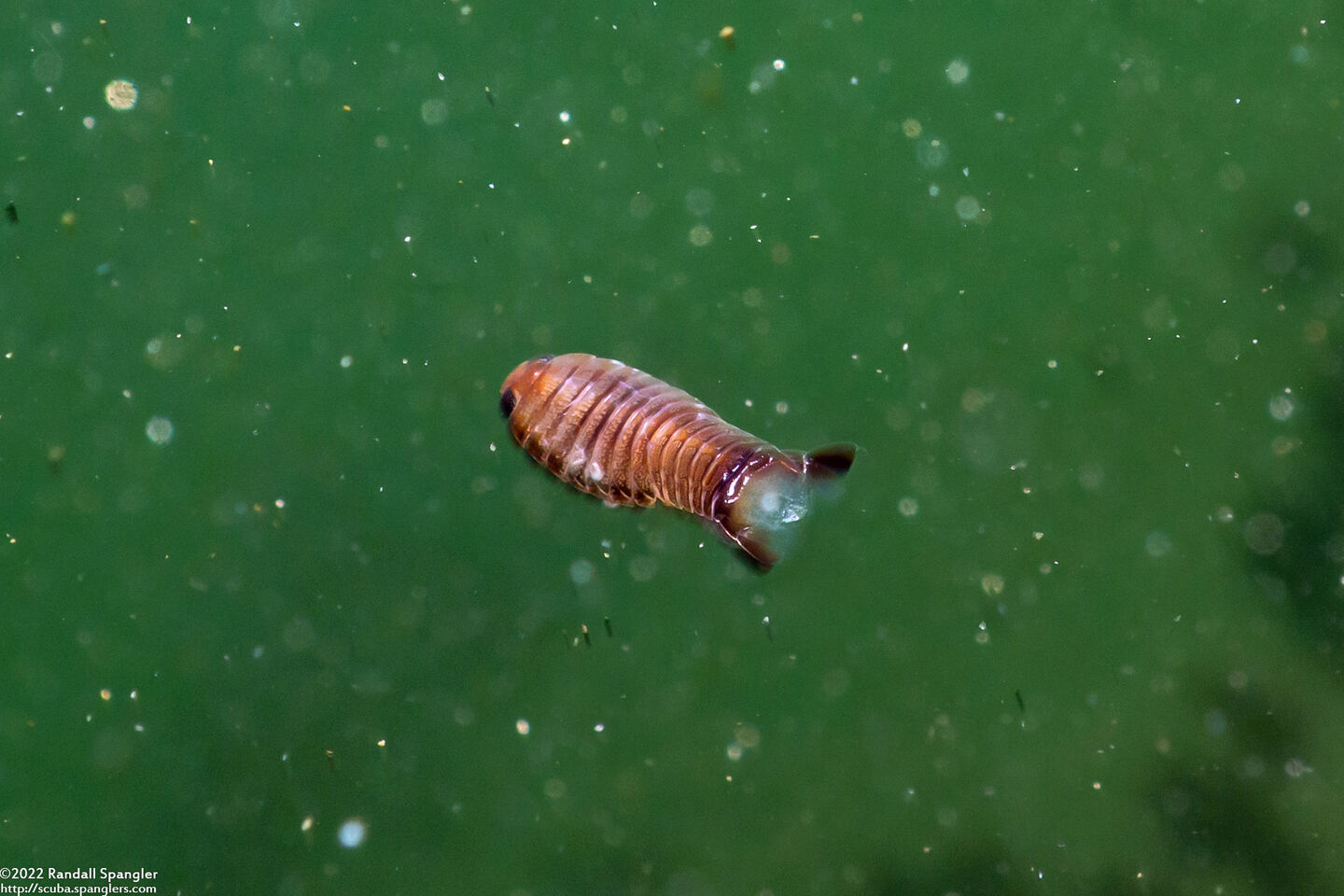 Cirolana harfordi (Harford's Isopod)