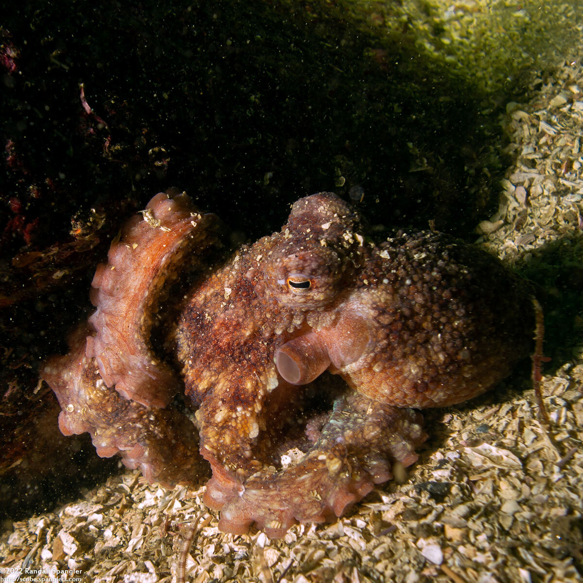 Octopus rubescens (Red Octopus)