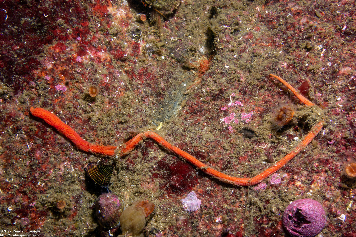 Cirriformia sp.1 (Cirriformia sp.1)