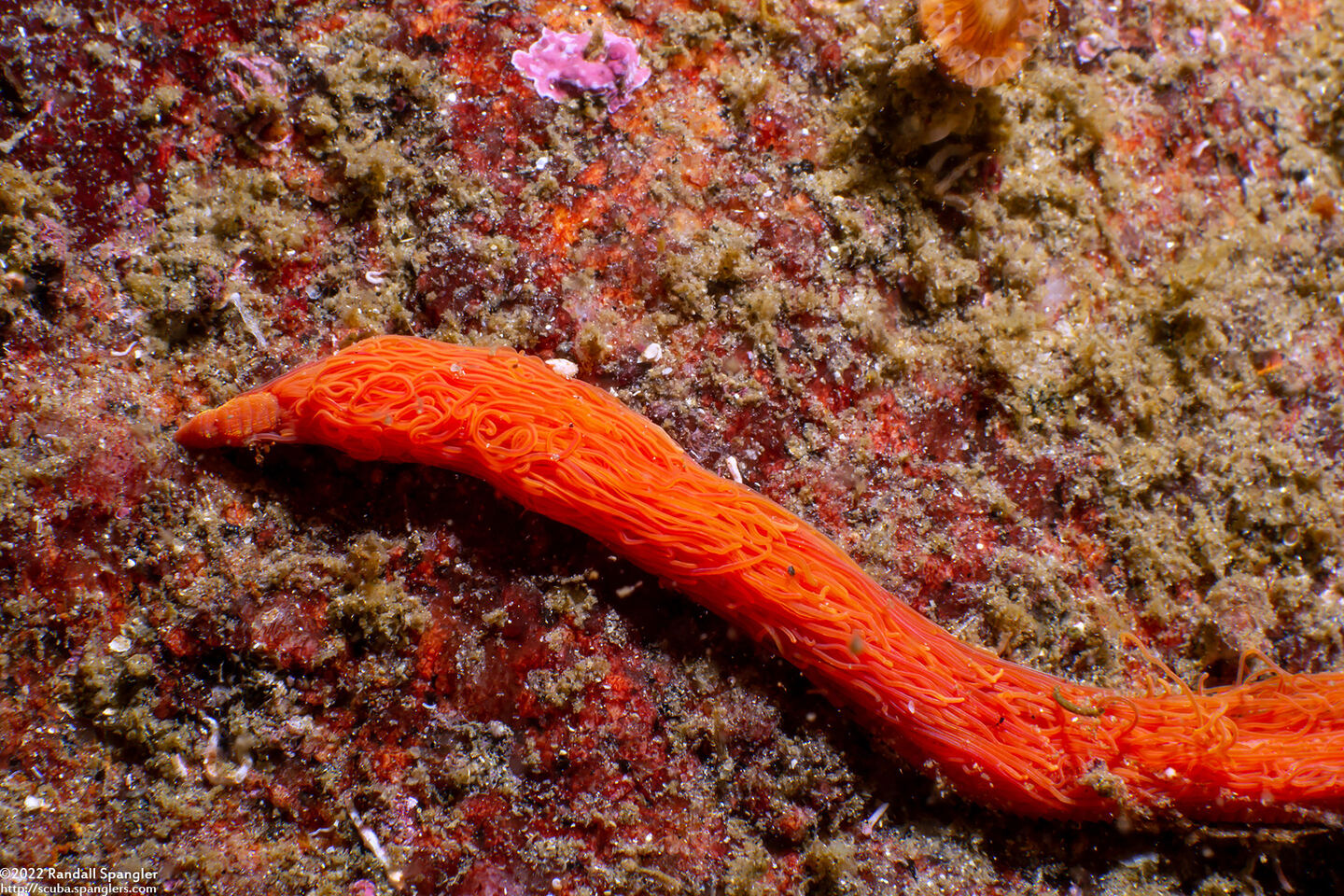 Cirriformia sp.1 (Cirriformia sp.1)