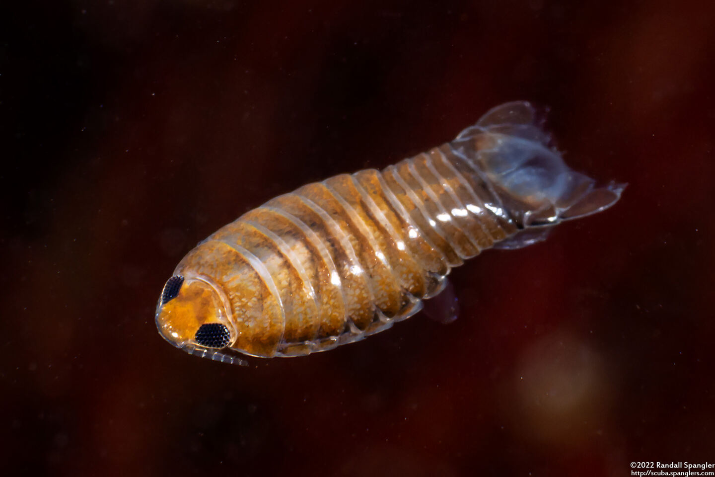 Cirolana harfordi (Harford's Isopod)