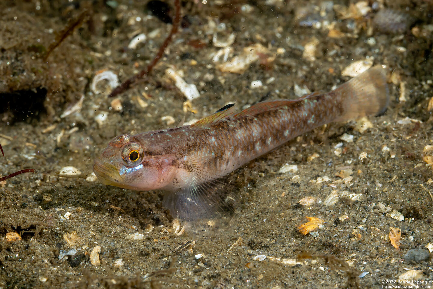 Rhinogobiops nicholsii (Blackeye Goby)