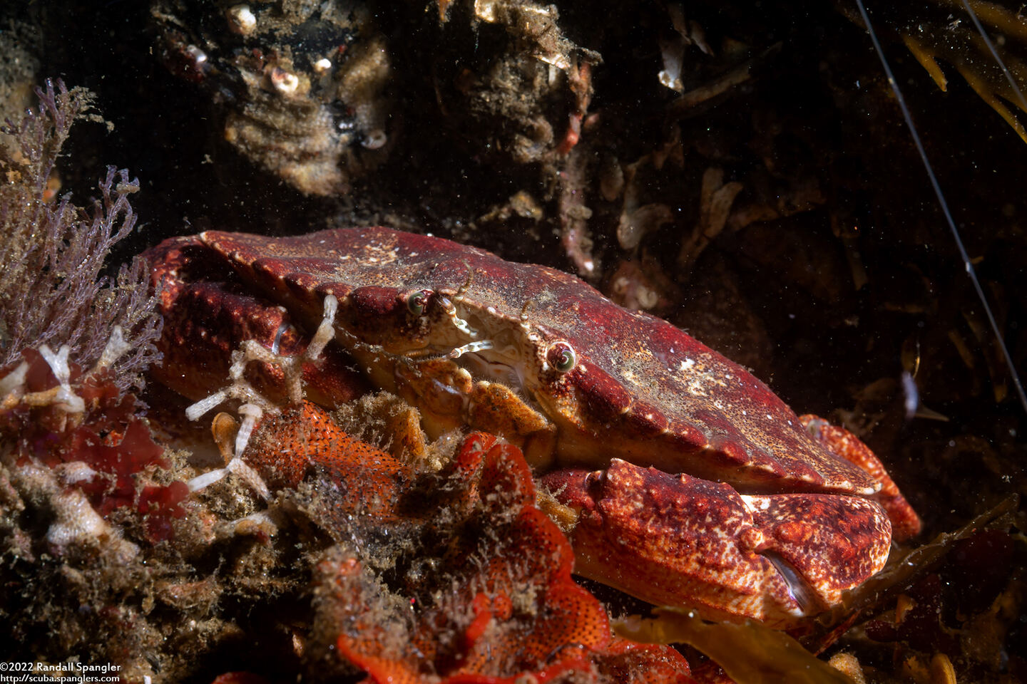 Cancer productus (Red Rock Crab)