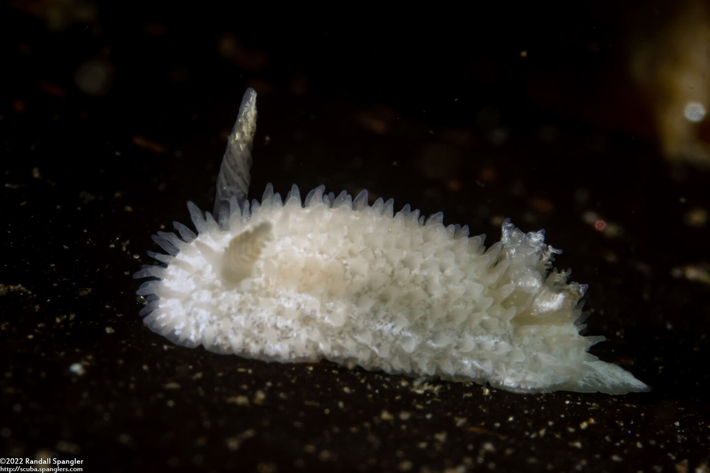 Diaphorodoris lirulatocauda (Ridge-Tailed Dorid)