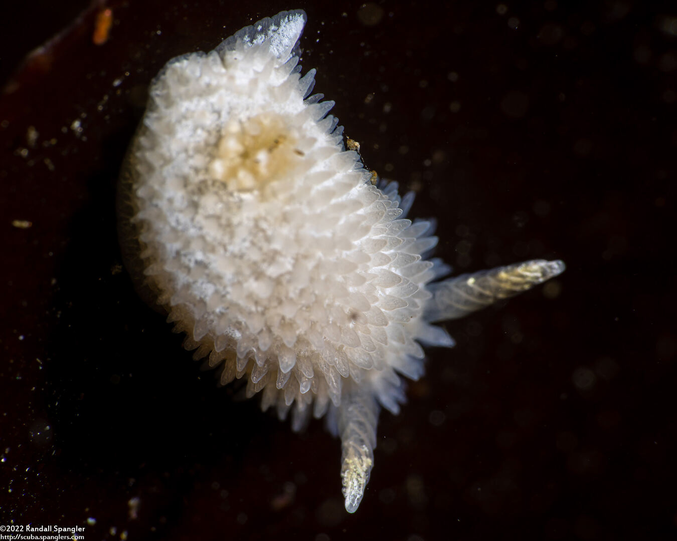 Diaphorodoris lirulatocauda (Ridge-Tailed Dorid)