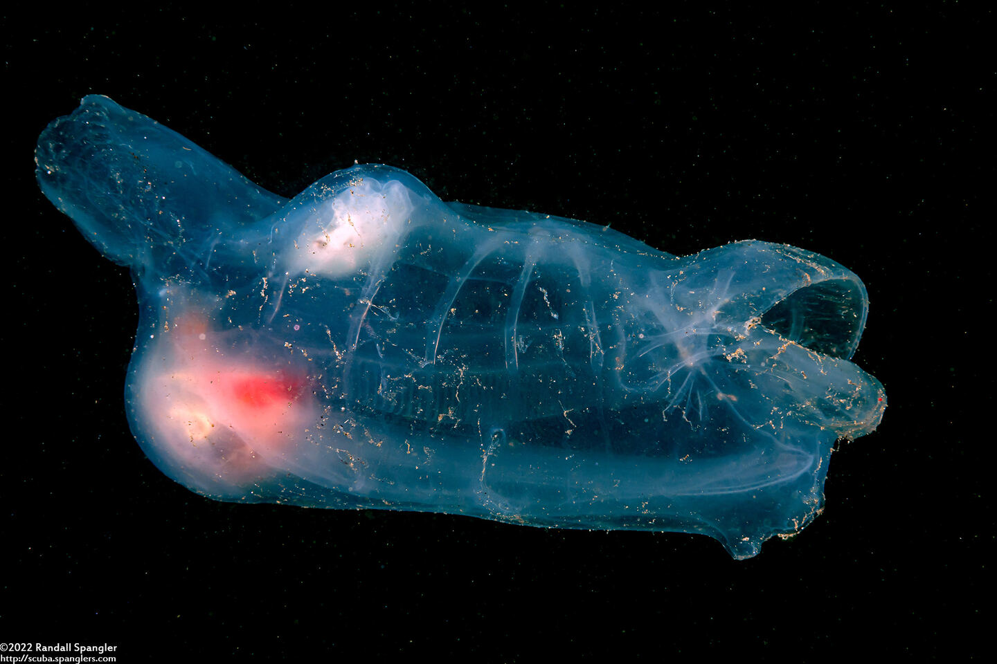 Thetys vagina (Pelagic Tunicate)