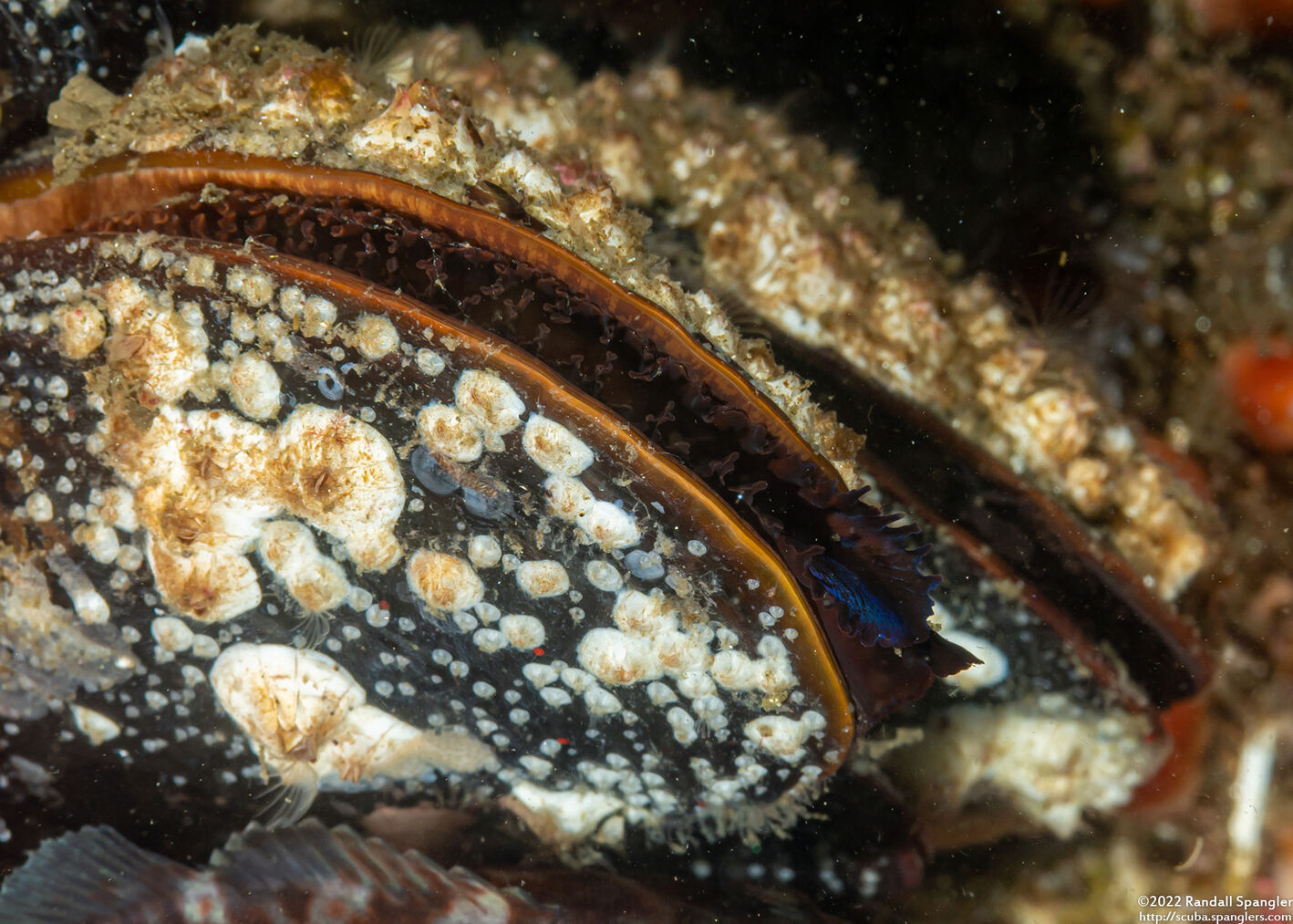 Mytilus trossulus (Bay Mussel)