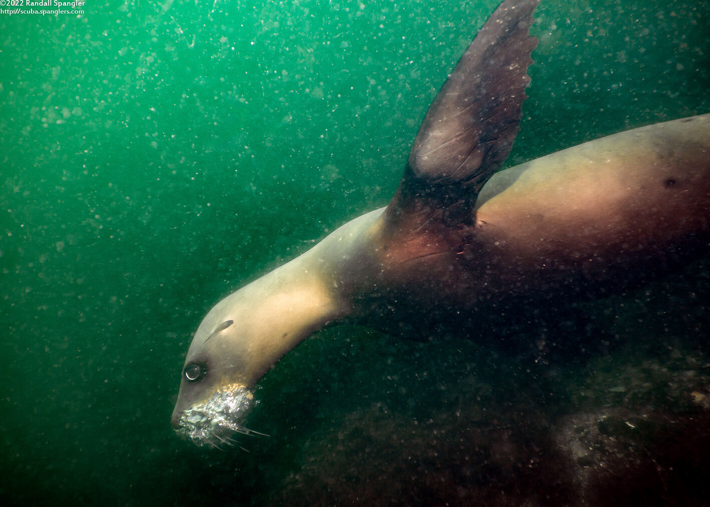 Zalophus californianus (California Sea Lion); Blowing bubbles