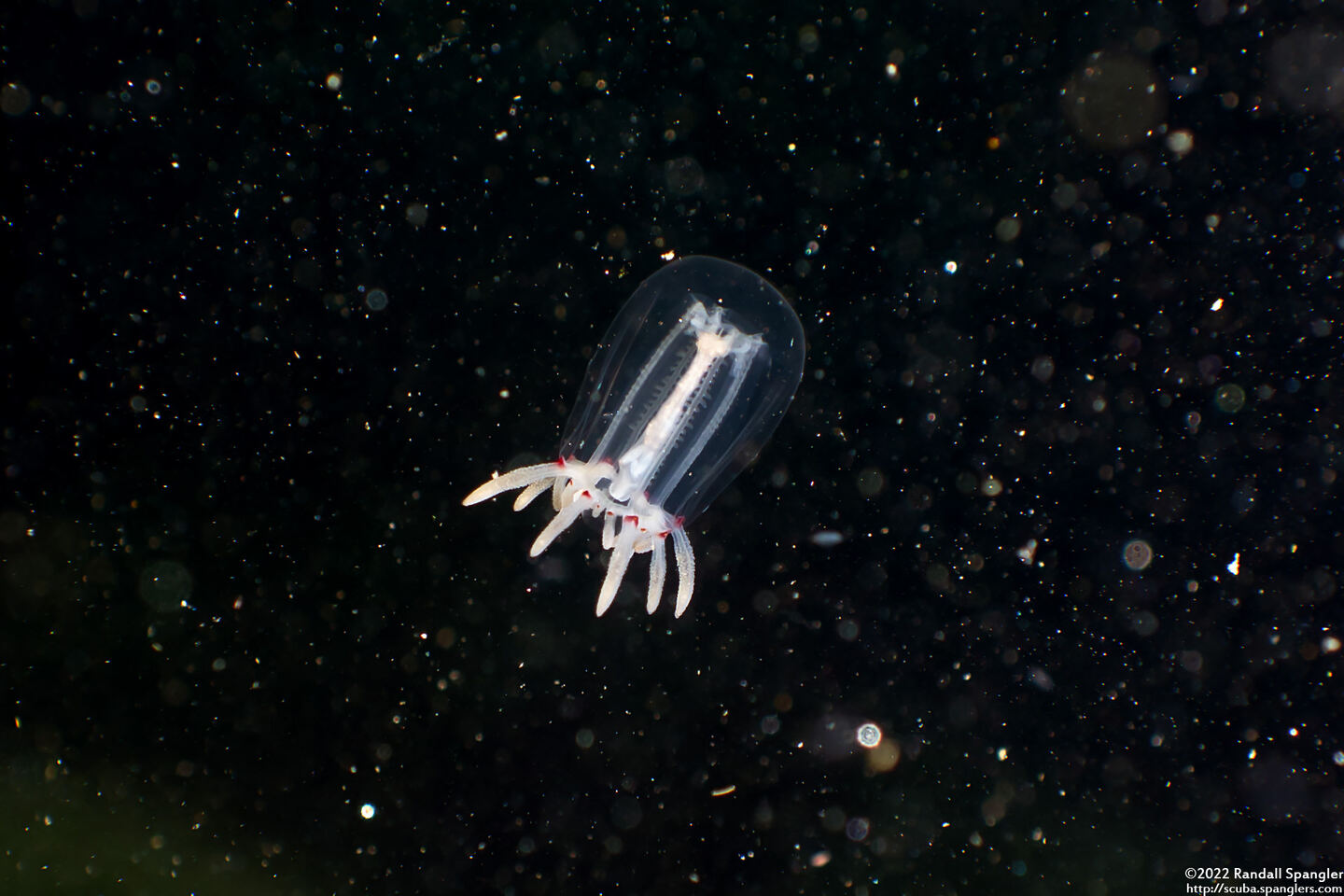 Polyorchis penicillatus (Bell Medusa)