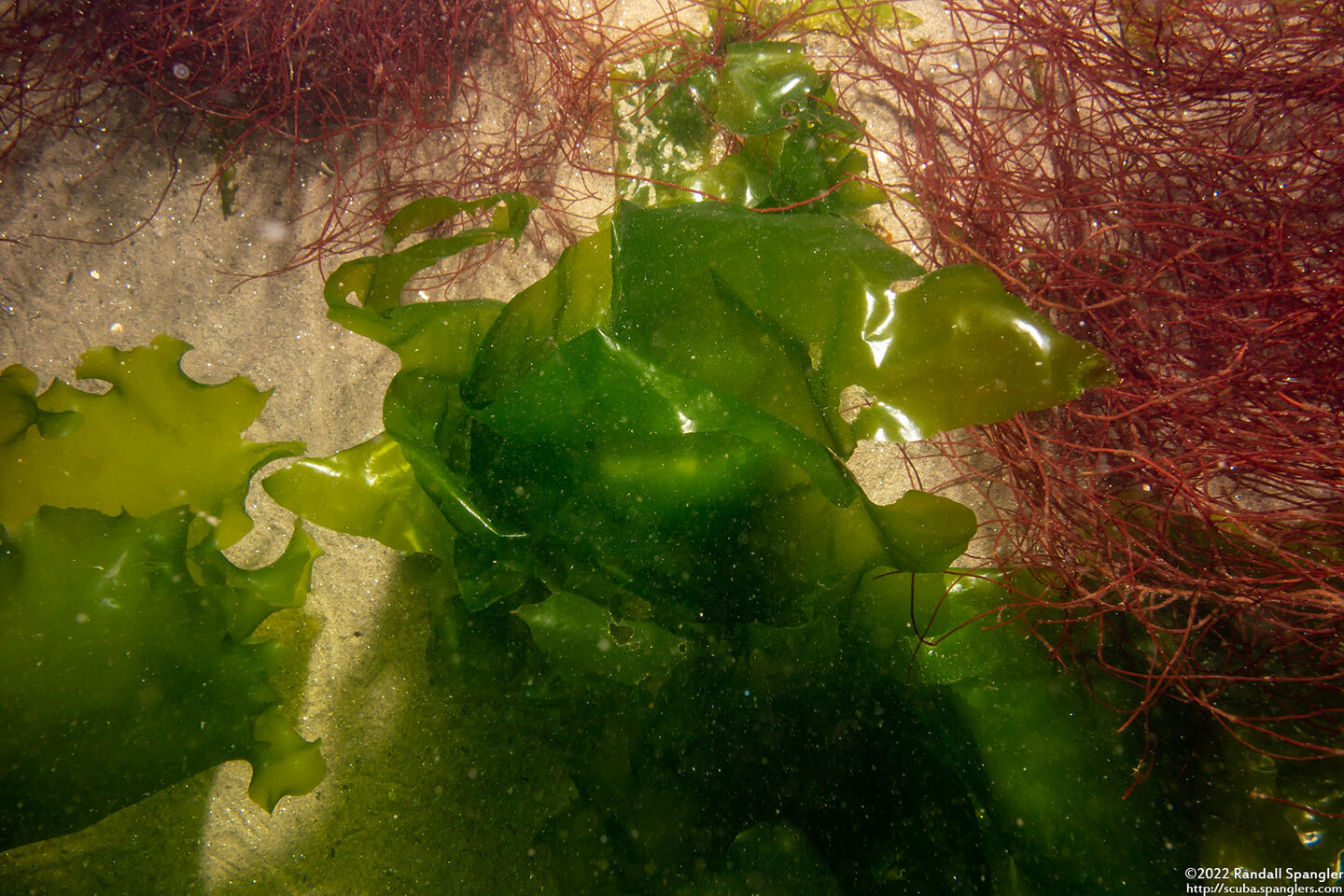 Ulva expansa (Sea Lettuce)