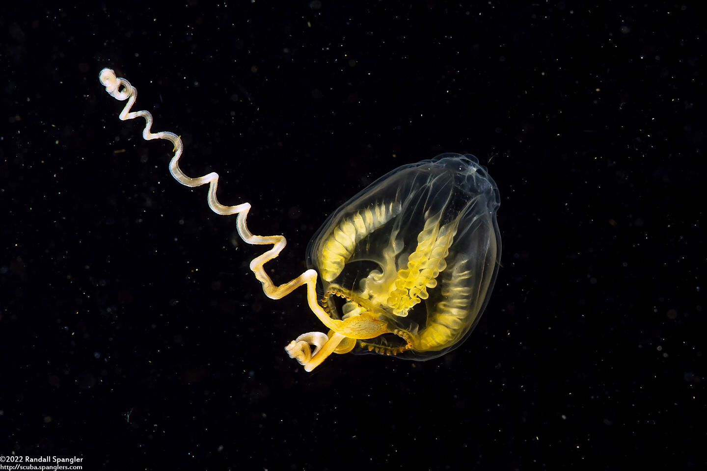 Amphinema turrida (Amphinema turrida)