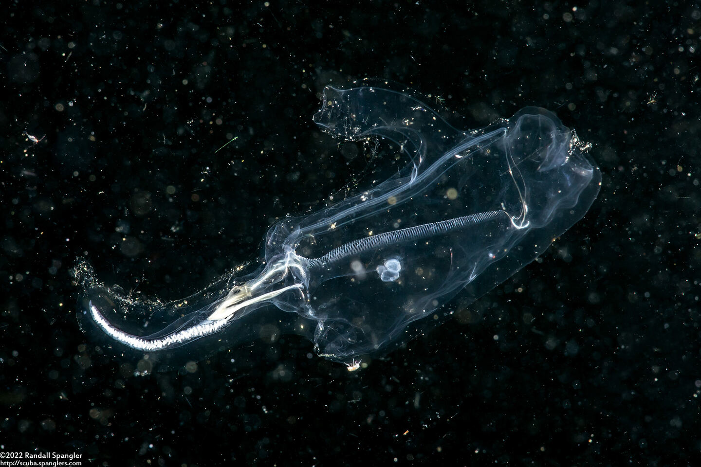 Cyclosalpa bakeri (Cyclosalpa Bakeri)