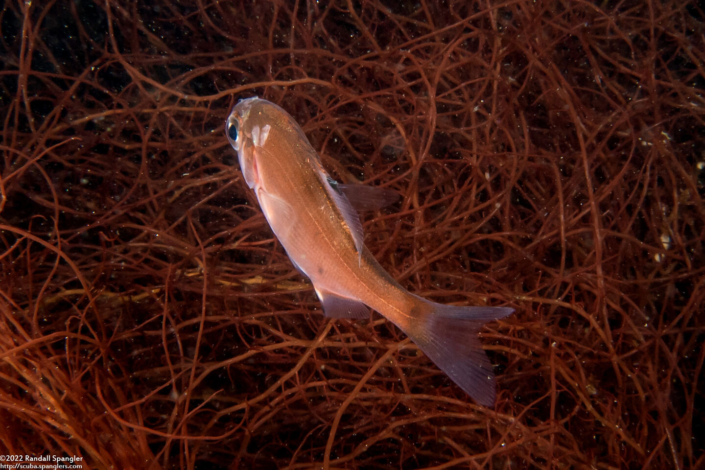 Zalembius rosaceus (Pink Surfperch)