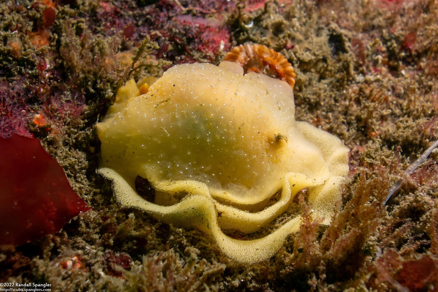Doriopsilla fulva (White-Speckled Dorid)