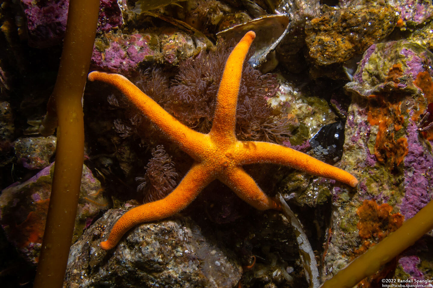 Henricia leviuscula (Blood Star)