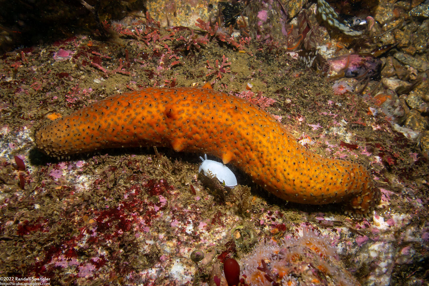Apostichopus parvimensis (Warty Sea Cucumber)