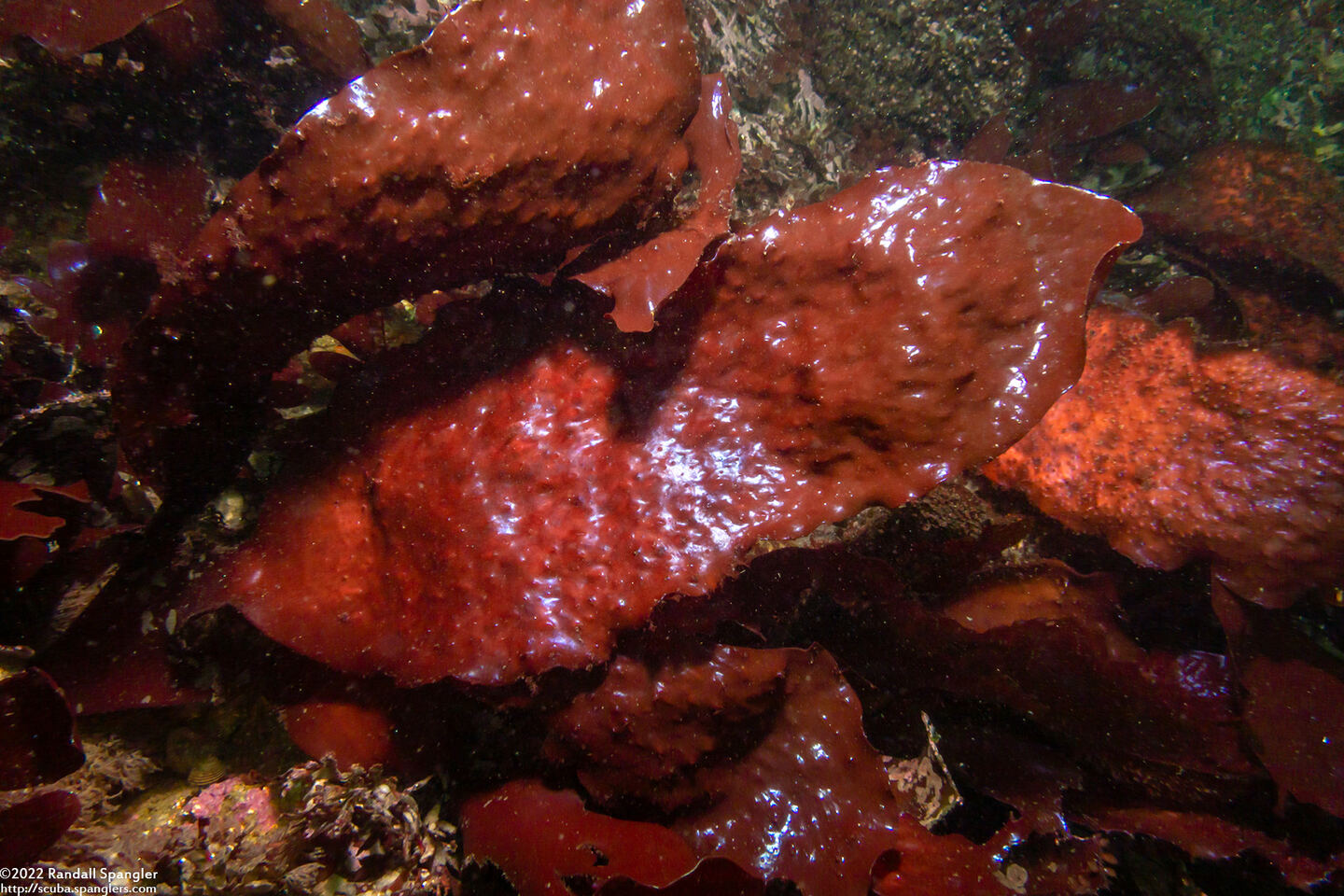 Chondracanthus corymbiferus (Turkish Towel)