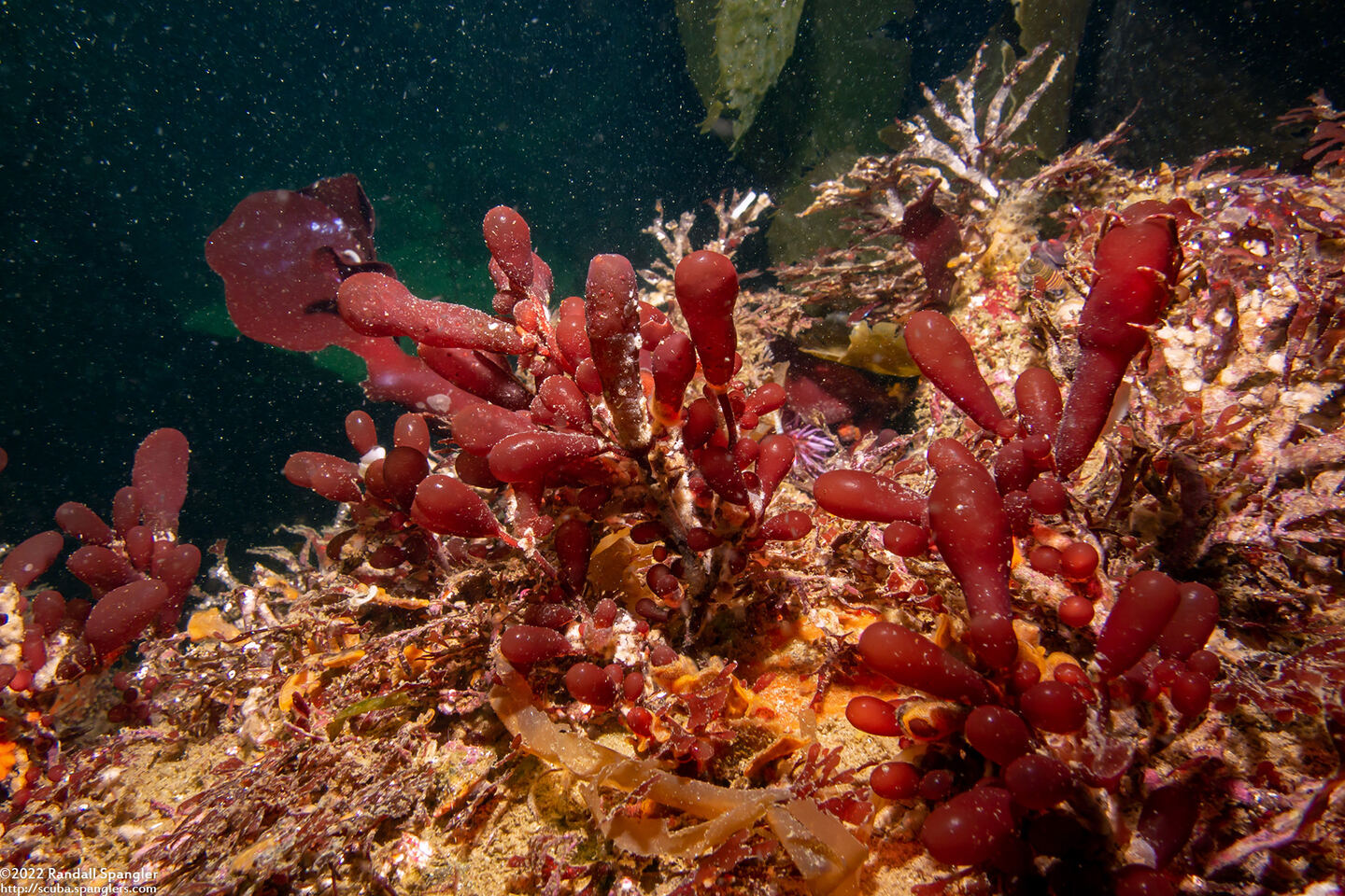 Botryocladia pseudodichotoma (Red Sea Grapes)