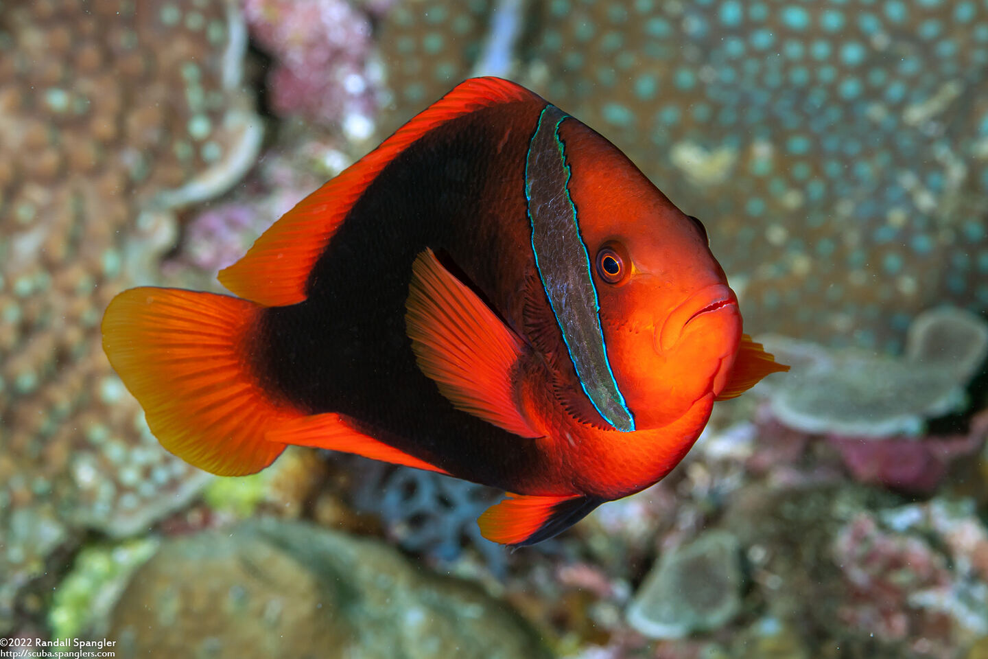 Amphiprion frenatus (Tomato Anemonefish)