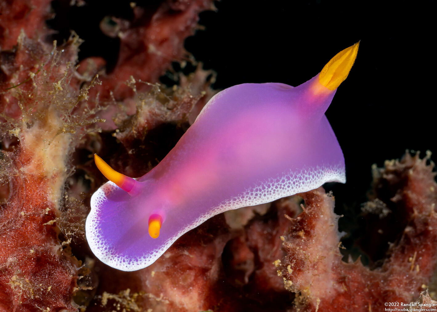 Hypselodoris apolegma (Robe Hem Hypselodoris)