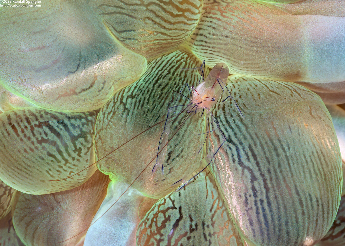 Vir philippinensis (Bubble Coral Shrimp)