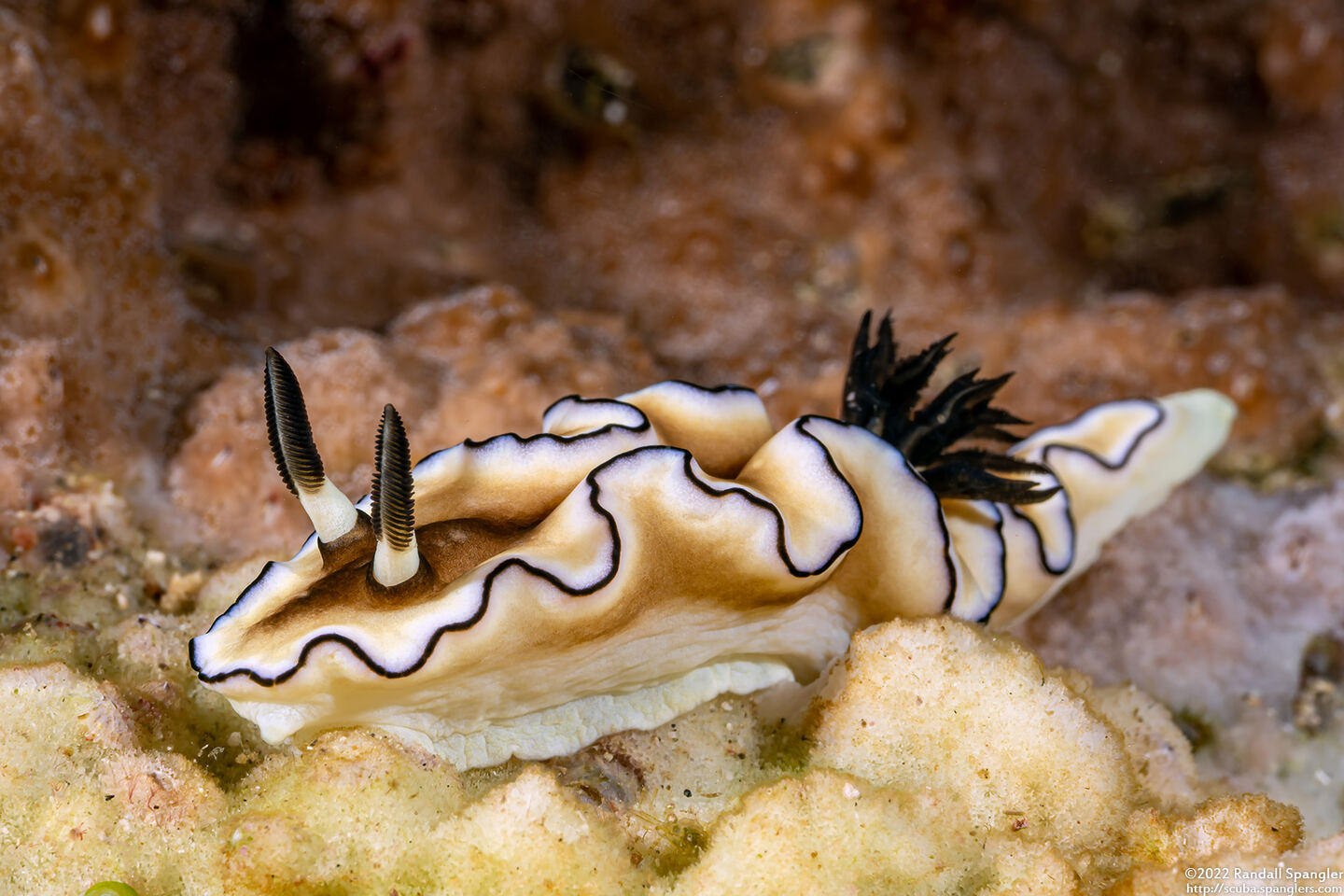 Doriprismatica atromarginata (Dark Margin Glossodoris)