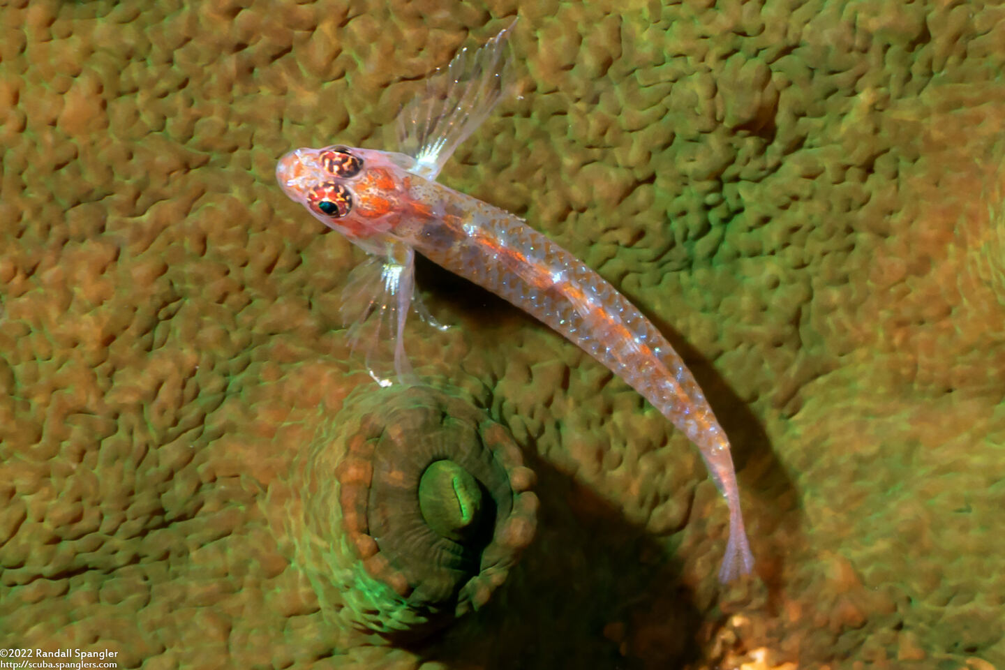 Eviota melasma (Melasma Dwarfgoby)