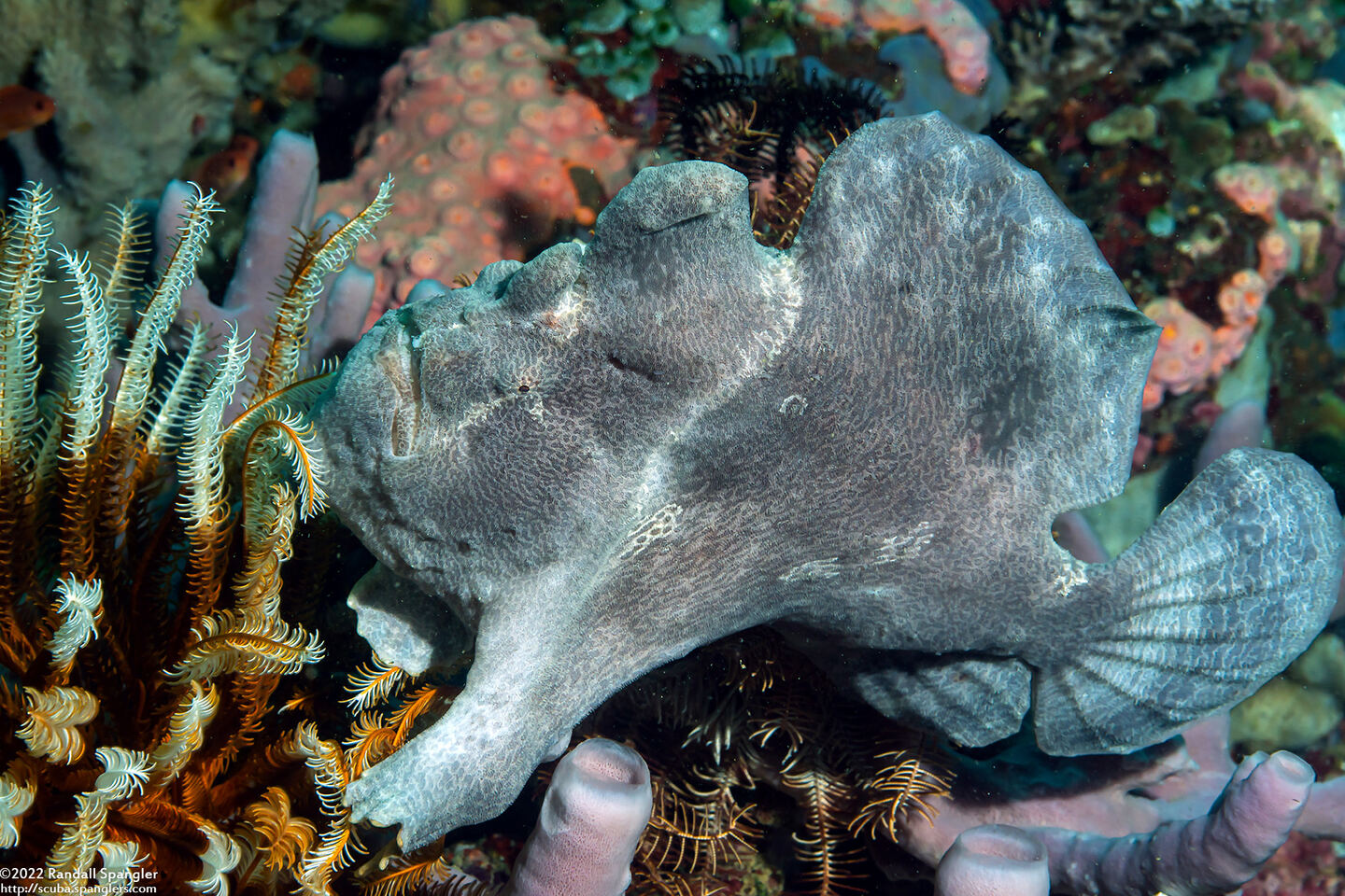 Antennarius commerson (Commerson's Frogfish)
