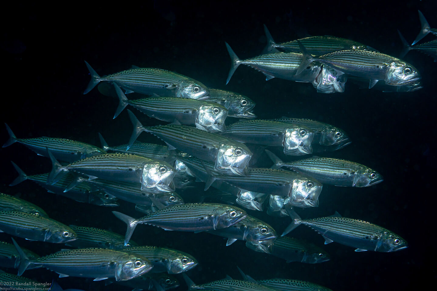 Rastrelliger kanagurta (Long-Jawed Mackerel)