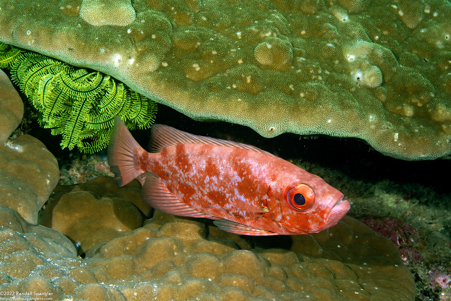 Heteropriacanthus cruentatus (Glasseye)