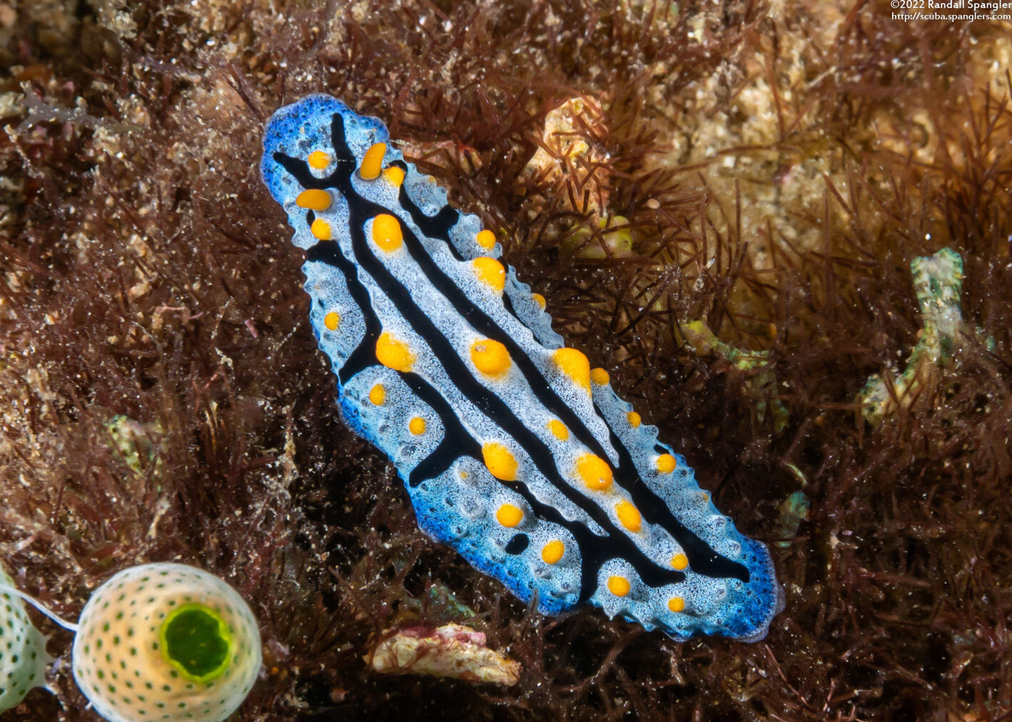Phyllidia coelestis (Celestial Phyllidia)