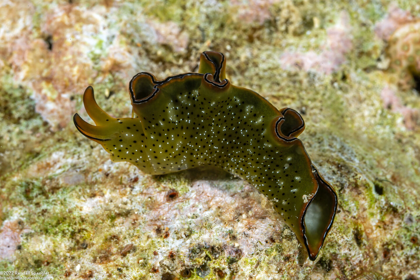 Elysia ornata (Ornate Sapsucking Slug)