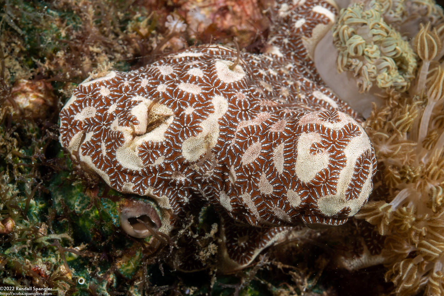 Botrylloides leachii (Botrylloides Leachii)