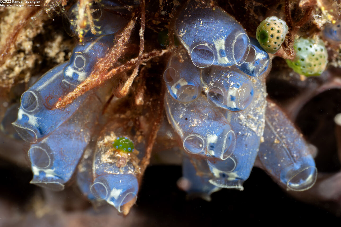 Clavelina robusta (Robust Clavelina)