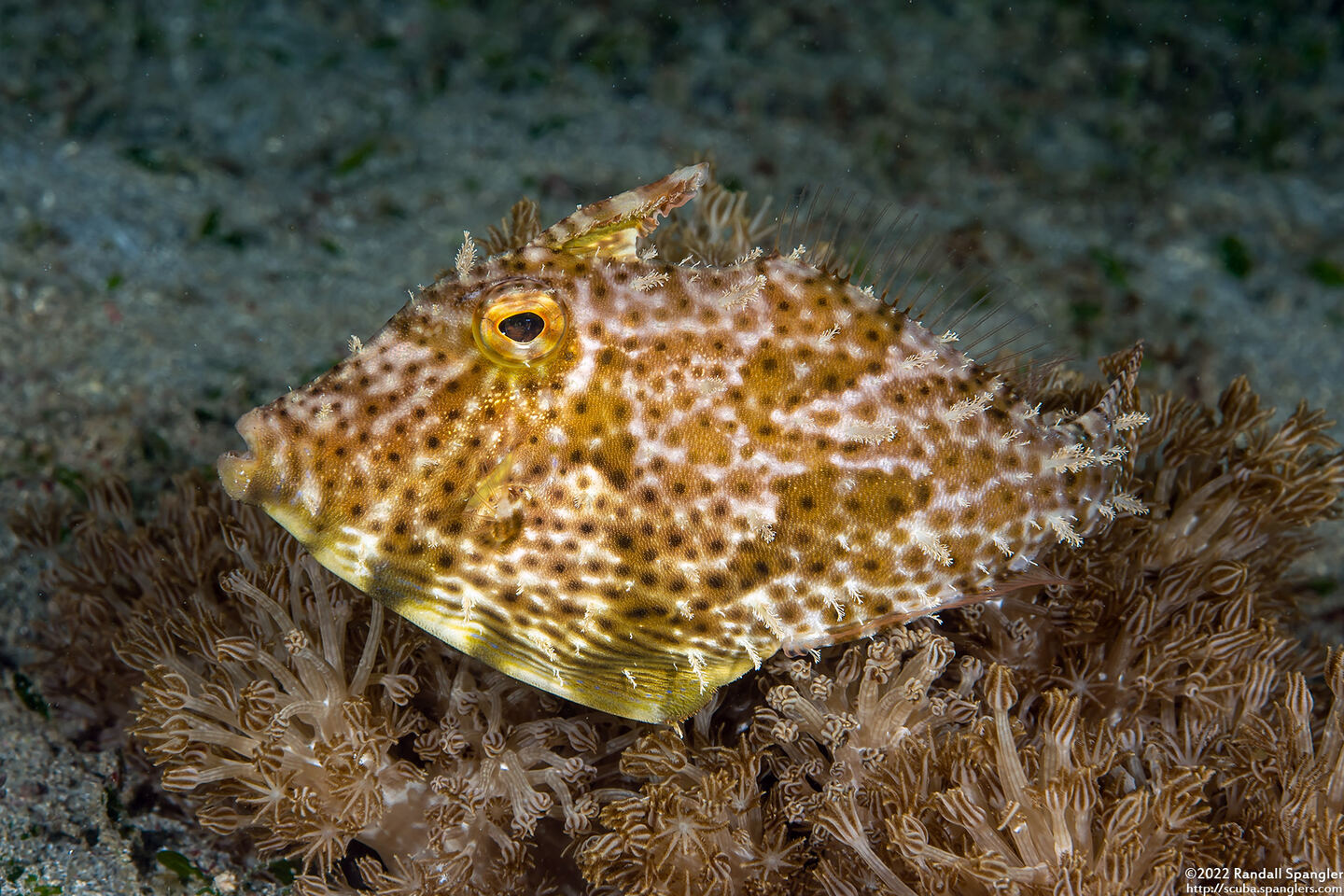 Pseudomonacanthus macrurus (Strapweed Filefish)