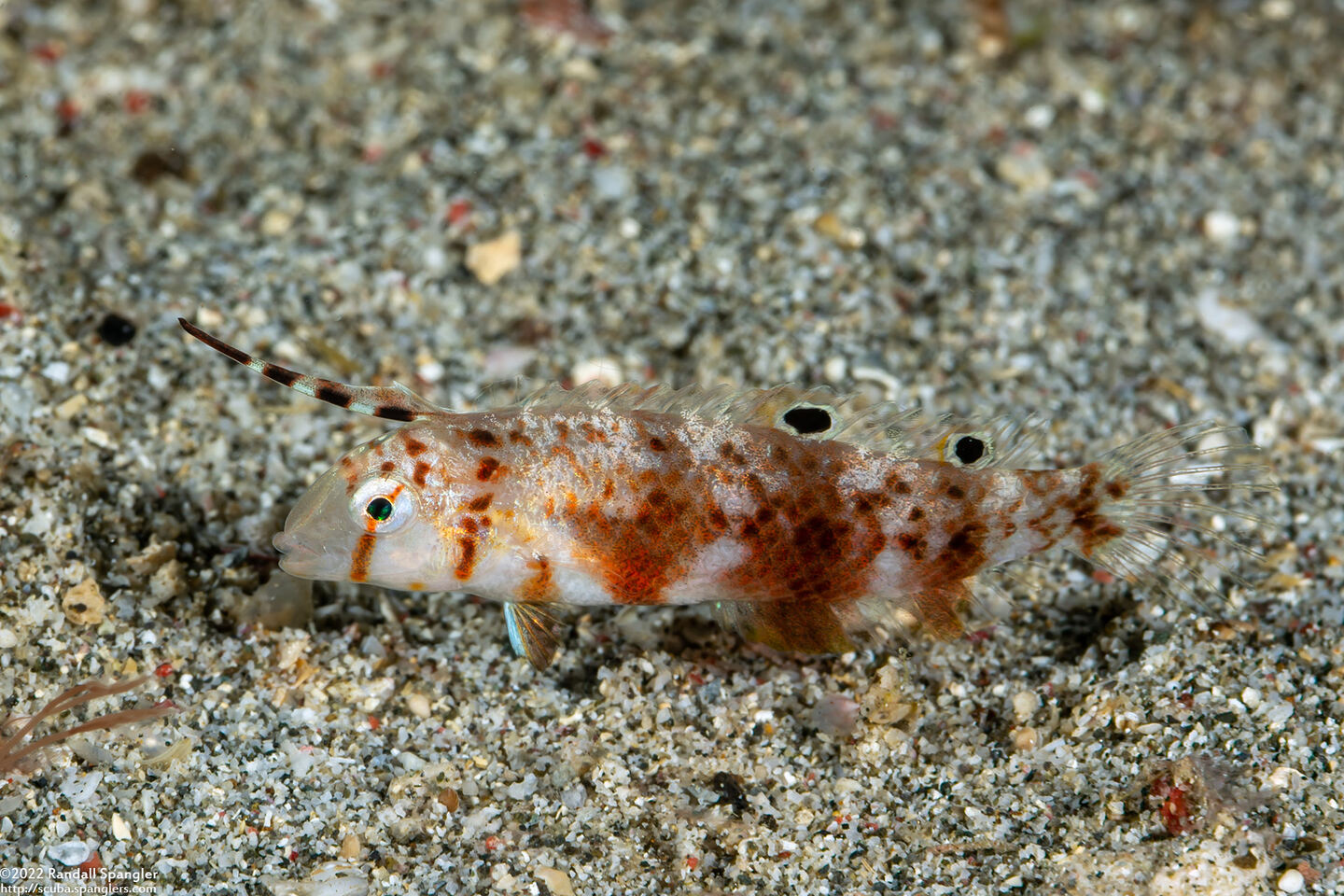 Iniistius aneitensis (Whitepatch Razorfish)