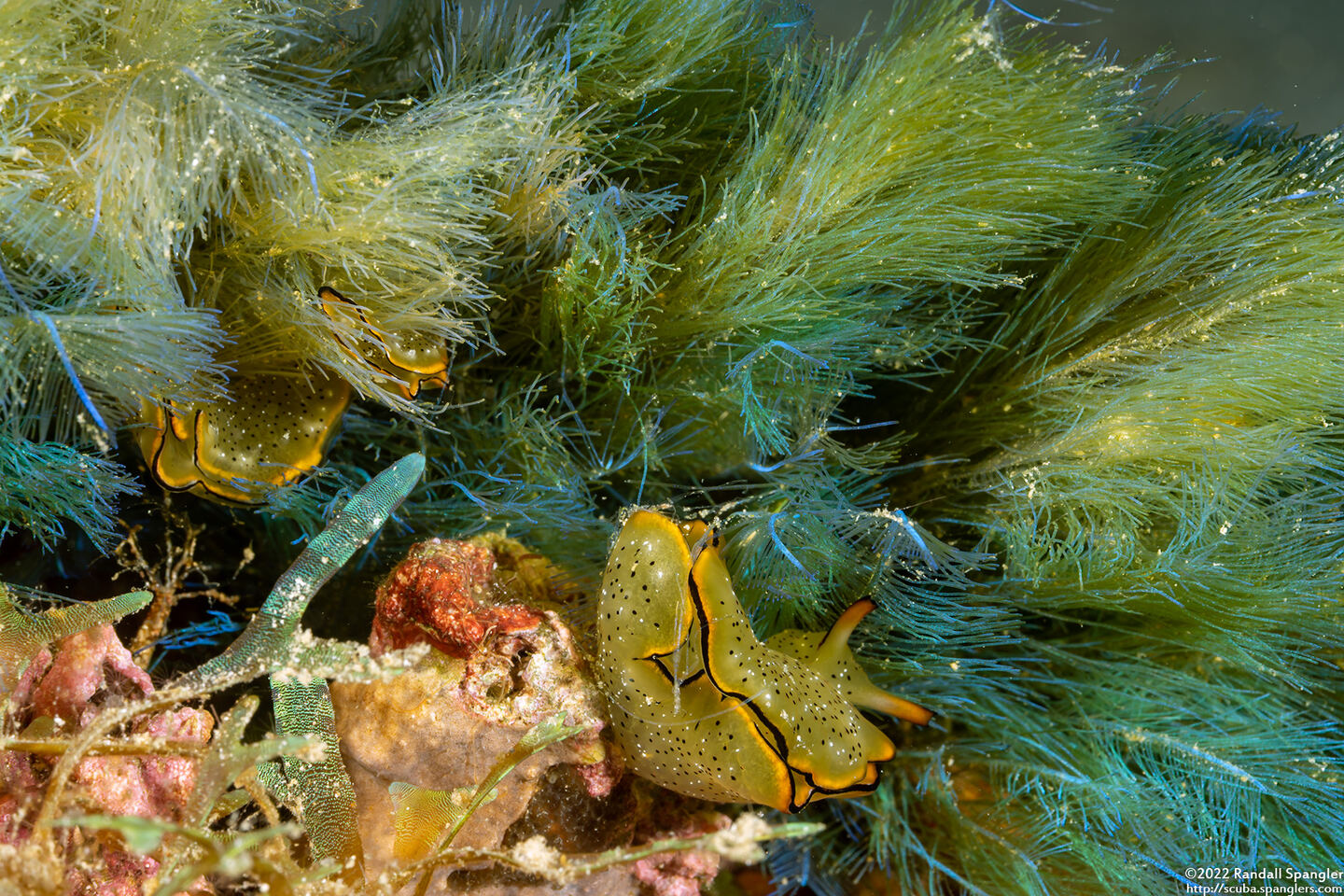 Elysia ornata (Ornate Sapsucking Slug)