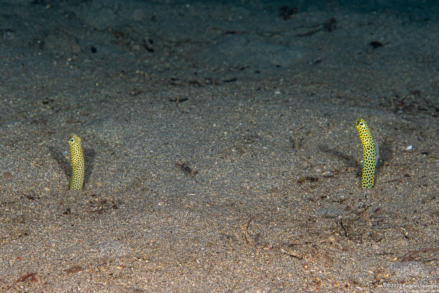 Heteroconger taylori (Taylor's Garden Eel)