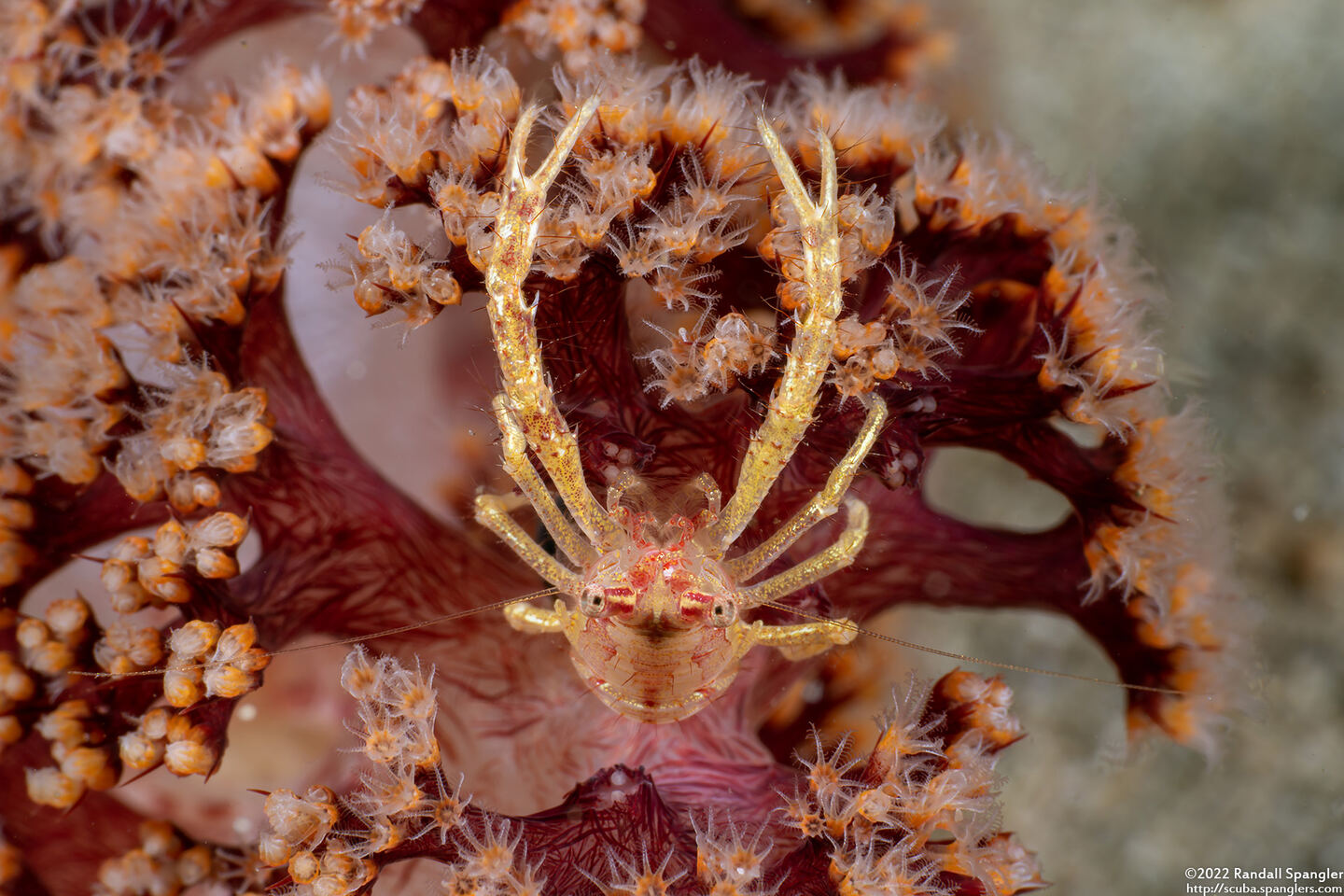 Galathea sp.4 (Galathea sp.4)