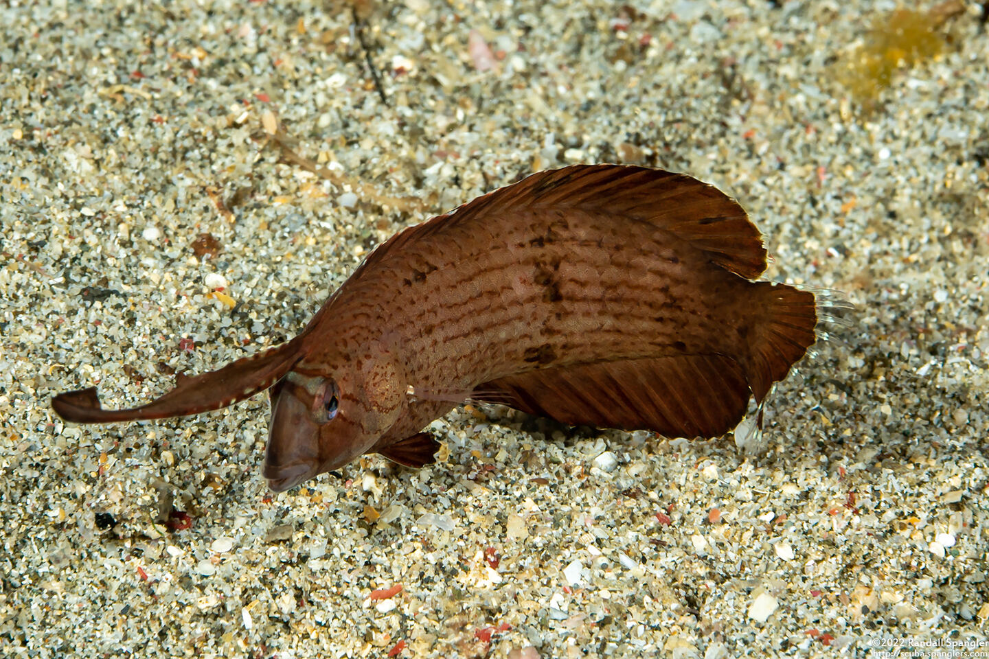 Iniistius pavo (Peacock Razorfish)