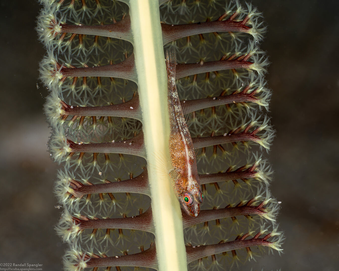 Pleurosicya mossambica (Common Ghostgoby)